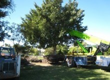 Kwikfynd Tree Management Services
sanctuarypoint