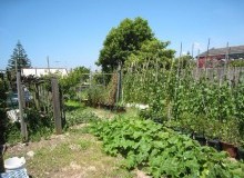 Kwikfynd Vegetable Gardens
sanctuarypoint